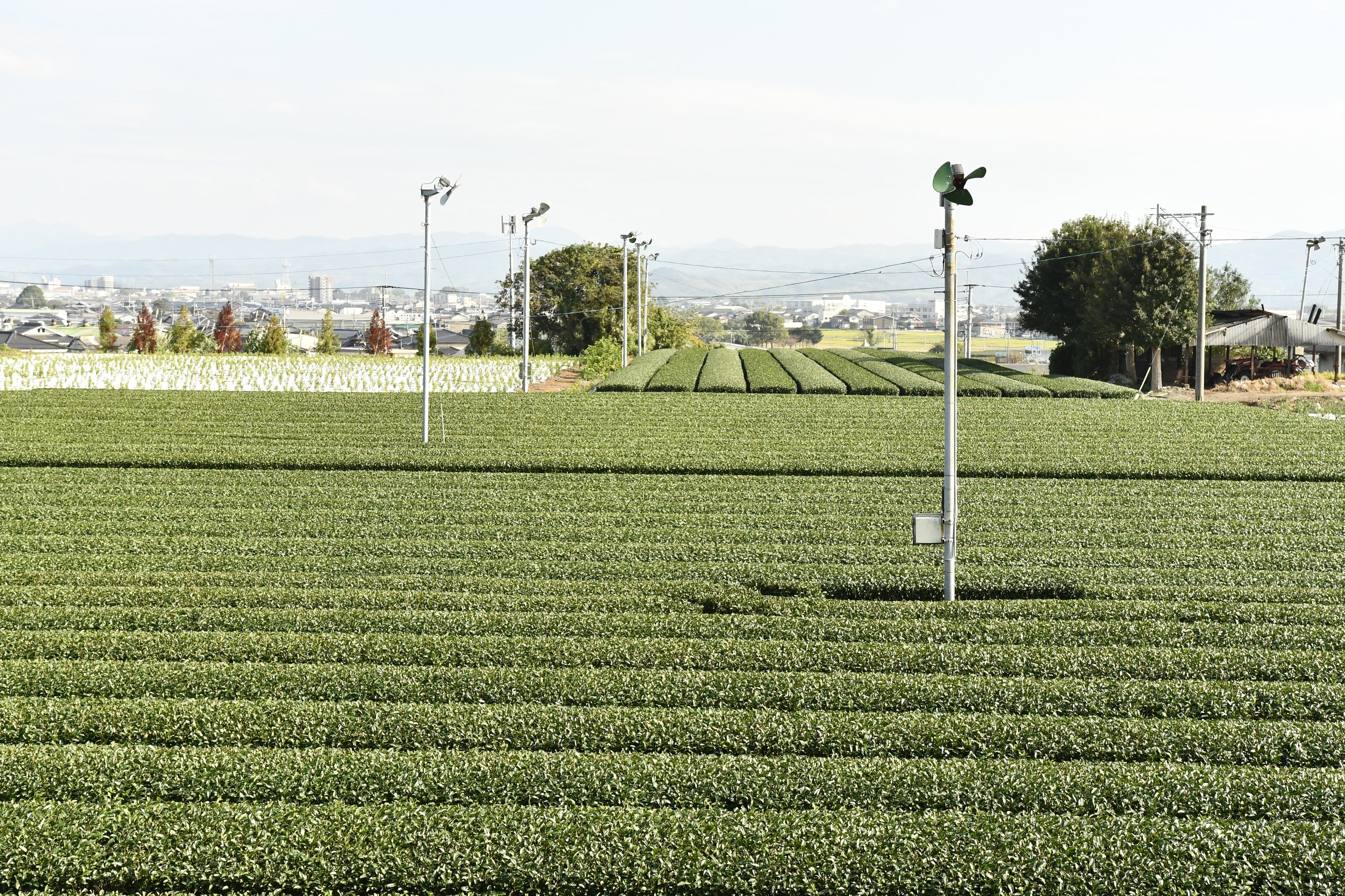 photo montrant des champs de thé au Japon, d'où sont issus nos thés matcha. On distingue la ville de Yame en arrière plan.