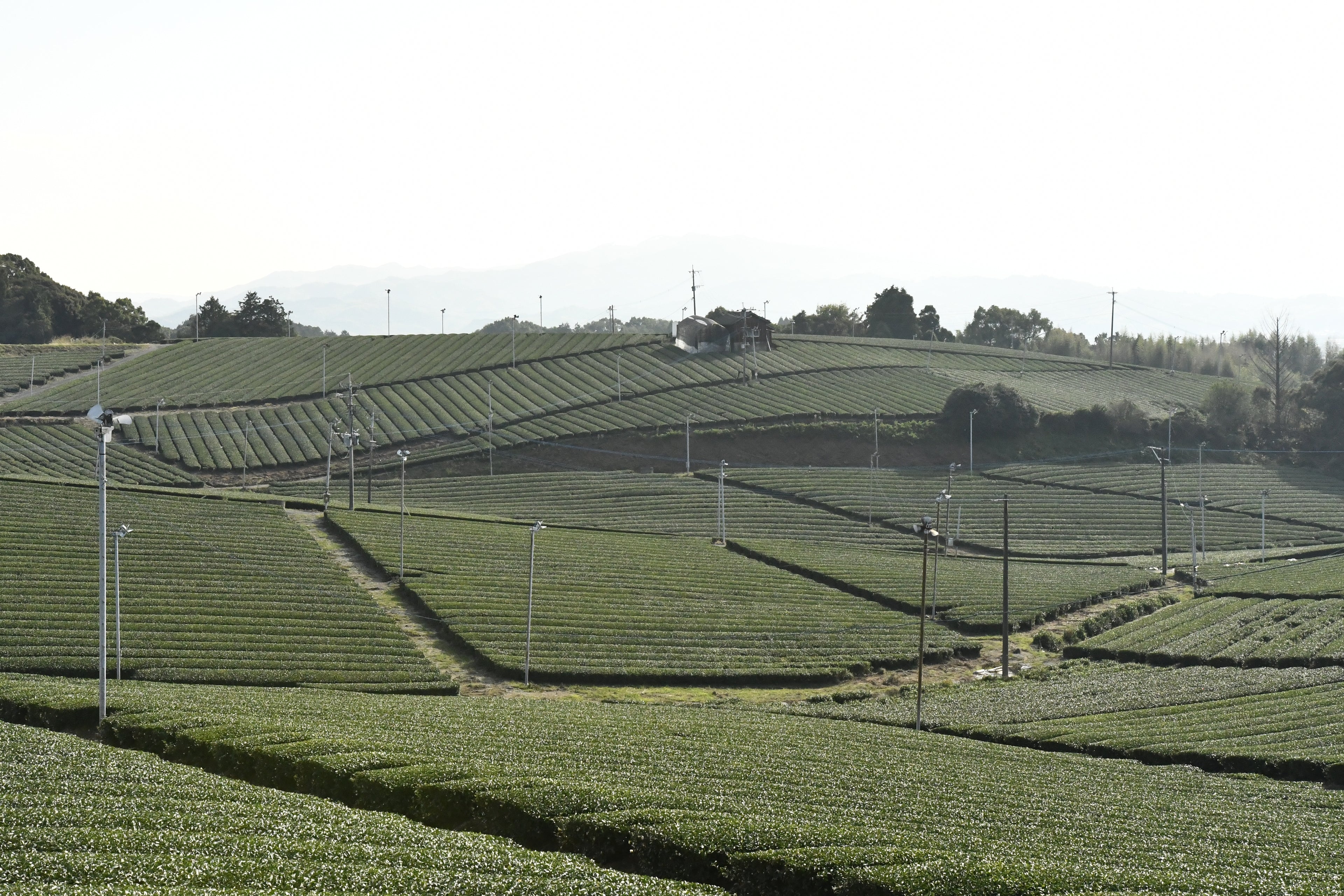 photo montrant des champs de thé au Japon, d'où sont issus nos thés matcha.