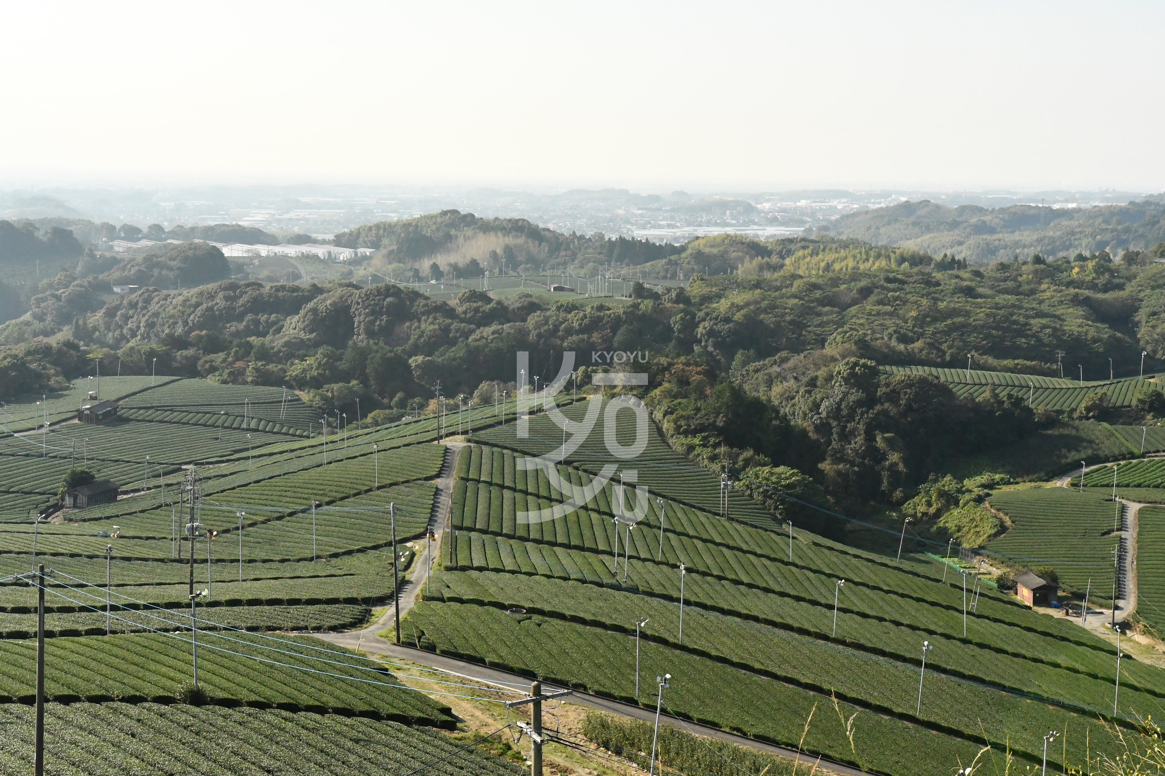 photo montrant des champs de thé au Japon, d'où sont issus nos thés matcha.