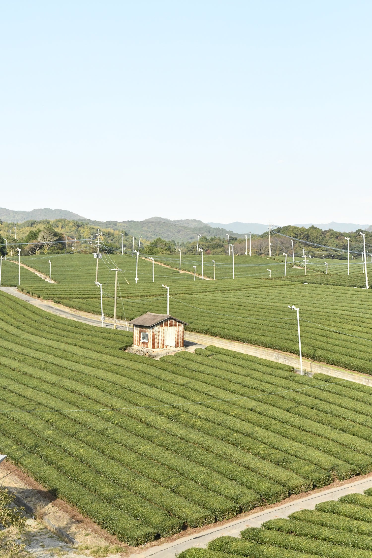 photo montrant des champs de thé au Japon, d'où sont issus nos thés matcha. Une jolie petite cabane en bois au milieu de la photo.